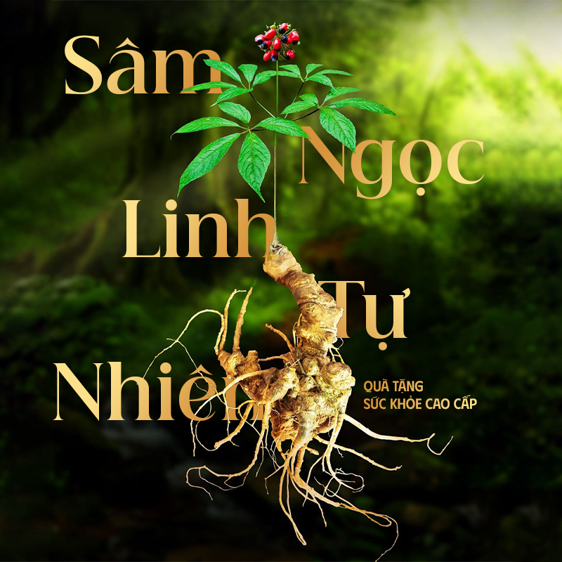 sâm ngọc linh quà tặng