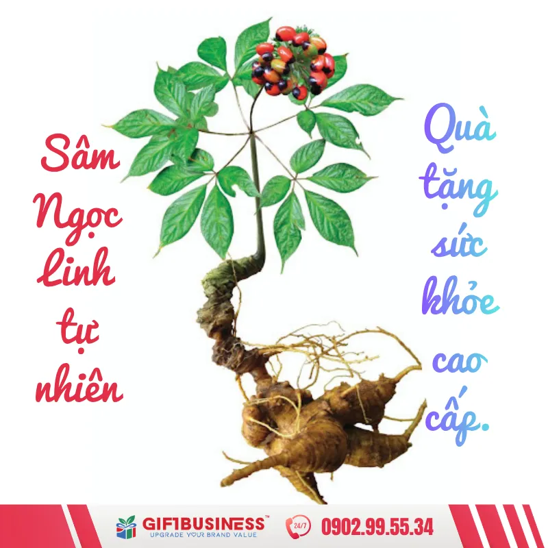 quà tặng sức khỏe cao cấp - sâm ngọc linh tự nhiên