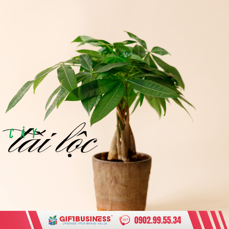 cây tài lộc