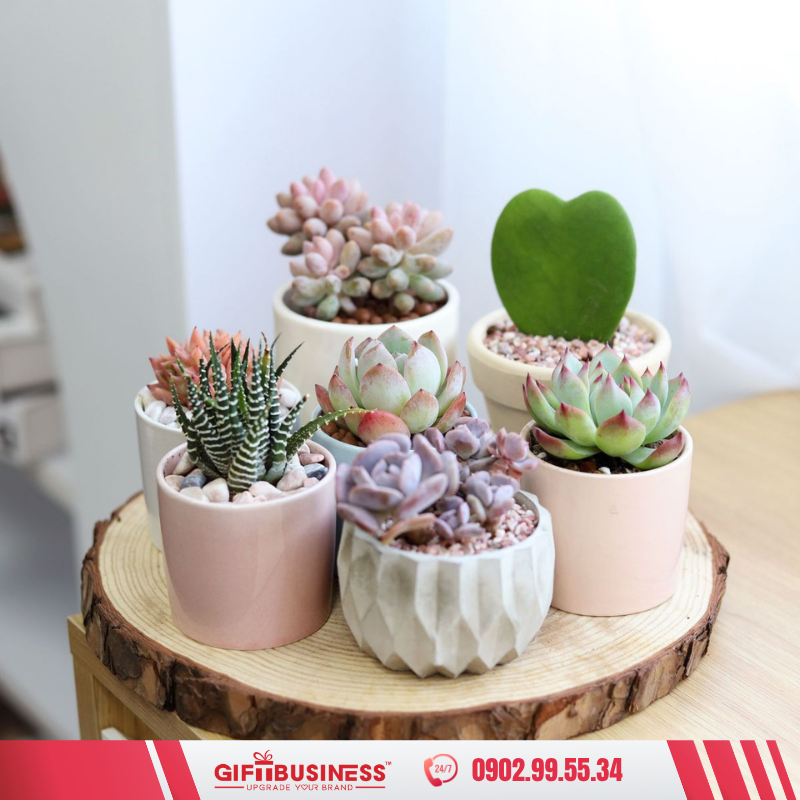 chậu cây xanh mini