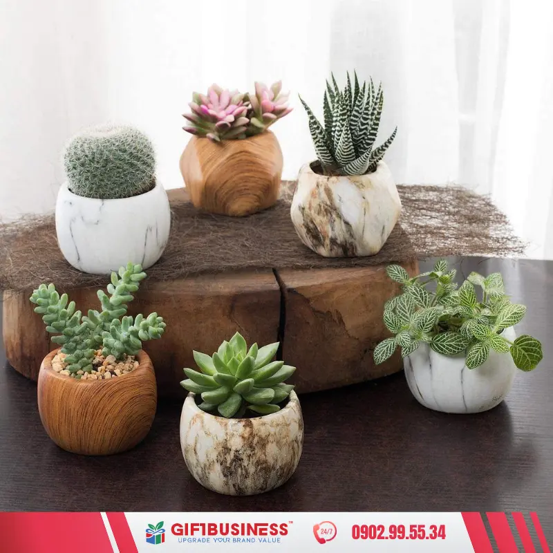 chậu cây để bàn quà tặng xanh